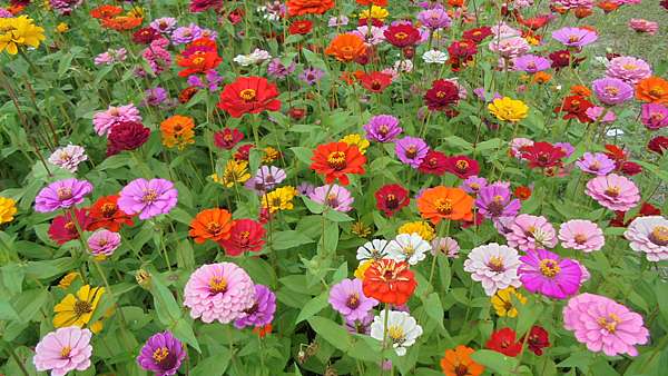 百日草 小姊姊の花花視界 痞客邦