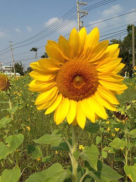 花 花