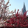 ハナモモ"源平"(源平花桃)與NTT docomo tower＠新宿御苑.中池邊休息處