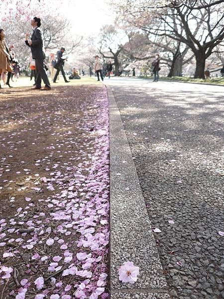 新宿御苑　落櫻繽紛