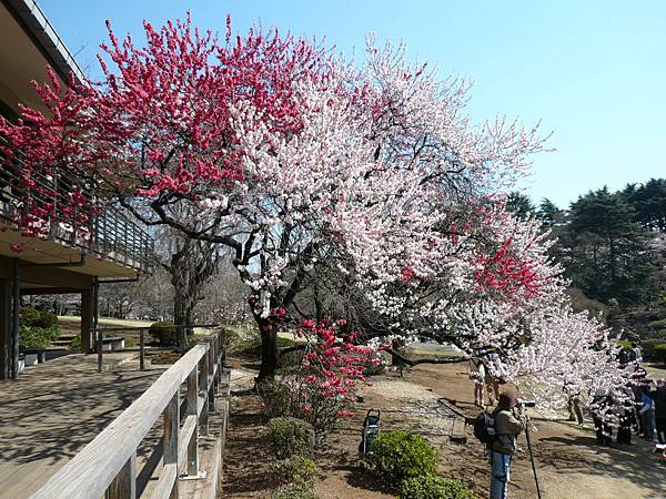 新宿御苑 ハナモモ"源平"(源平花桃)