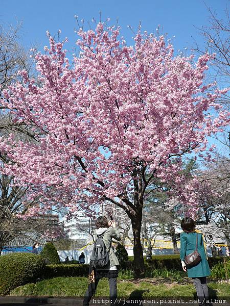 新宿御苑 英式庭園