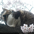 上野恩賜公園