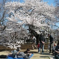 新宿御苑 英式庭園