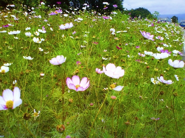 花海.JPG