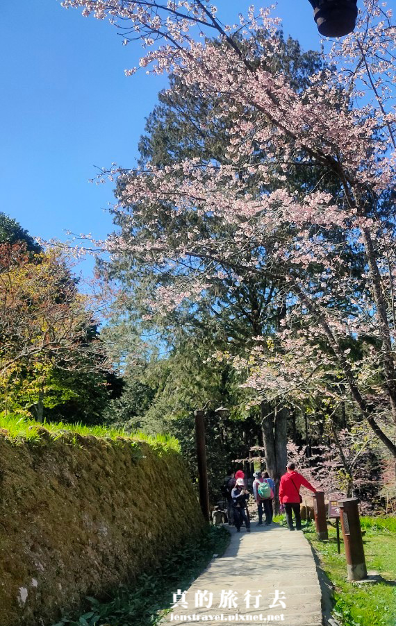 阿里山 櫻花