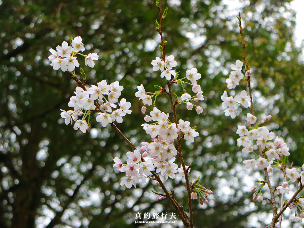 阿里山姊妹潭 櫻花