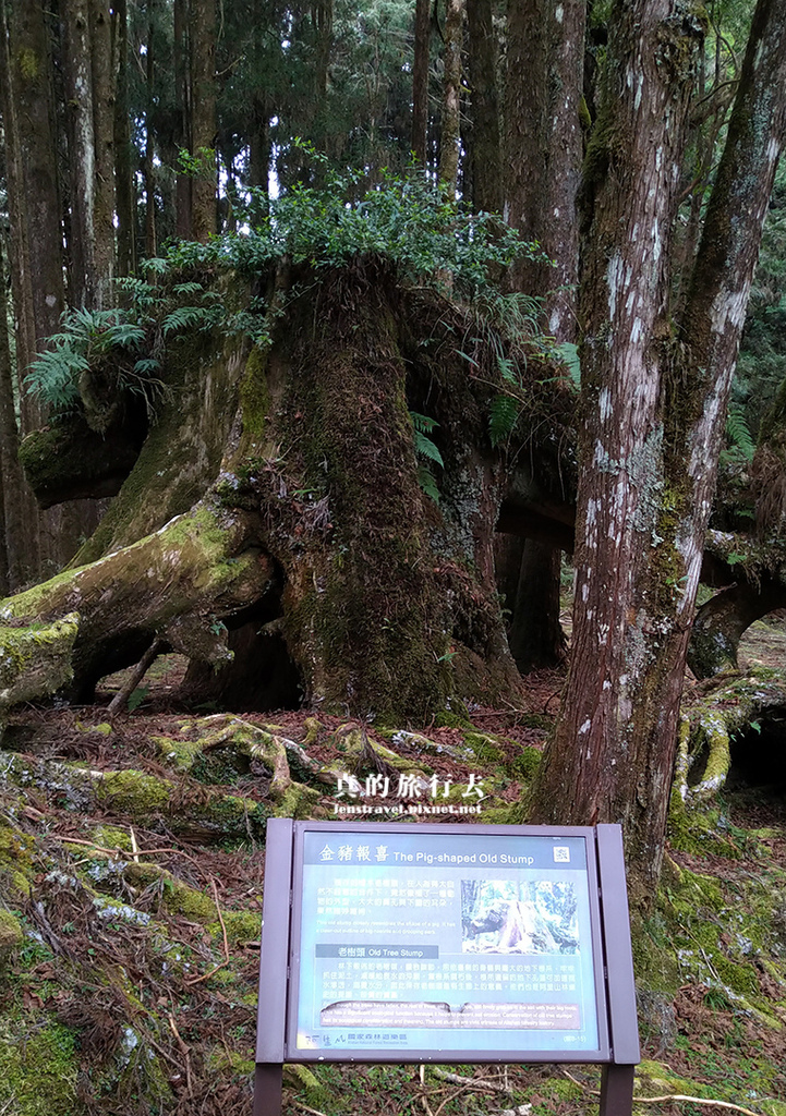 阿里山 金豬報喜