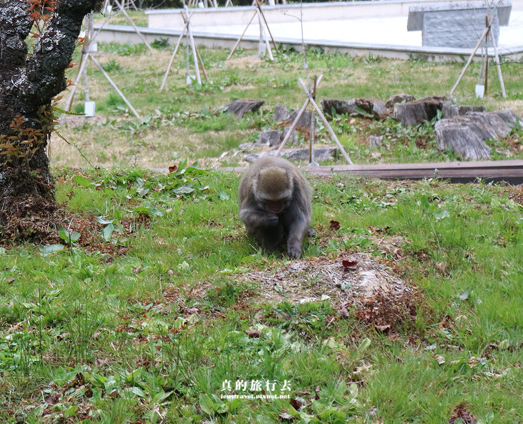 阿里山 獼猴