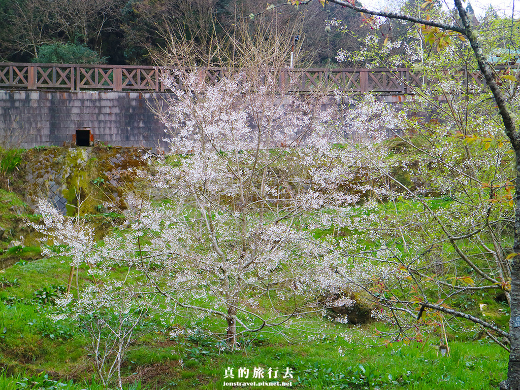 阿里山 沼平公園 櫻花