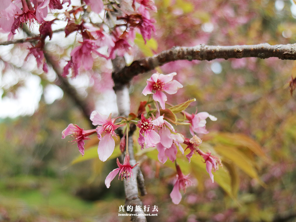 阿里山 沼平公園 櫻花