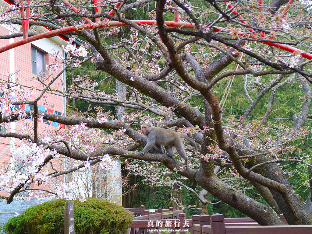 阿里山 獼猴 櫻花