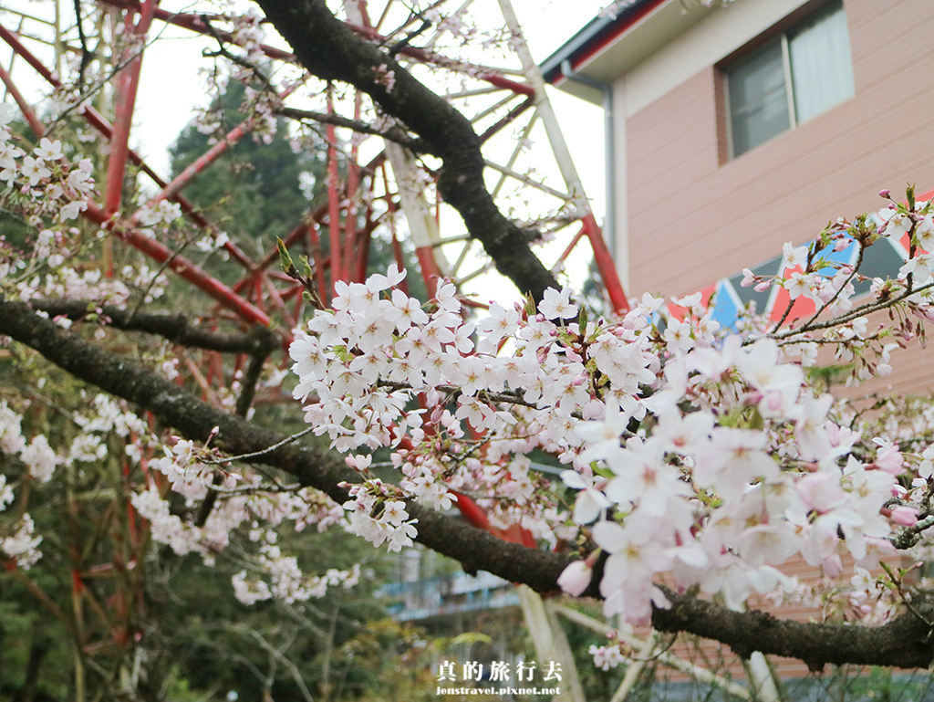 阿里山派出所 櫻花