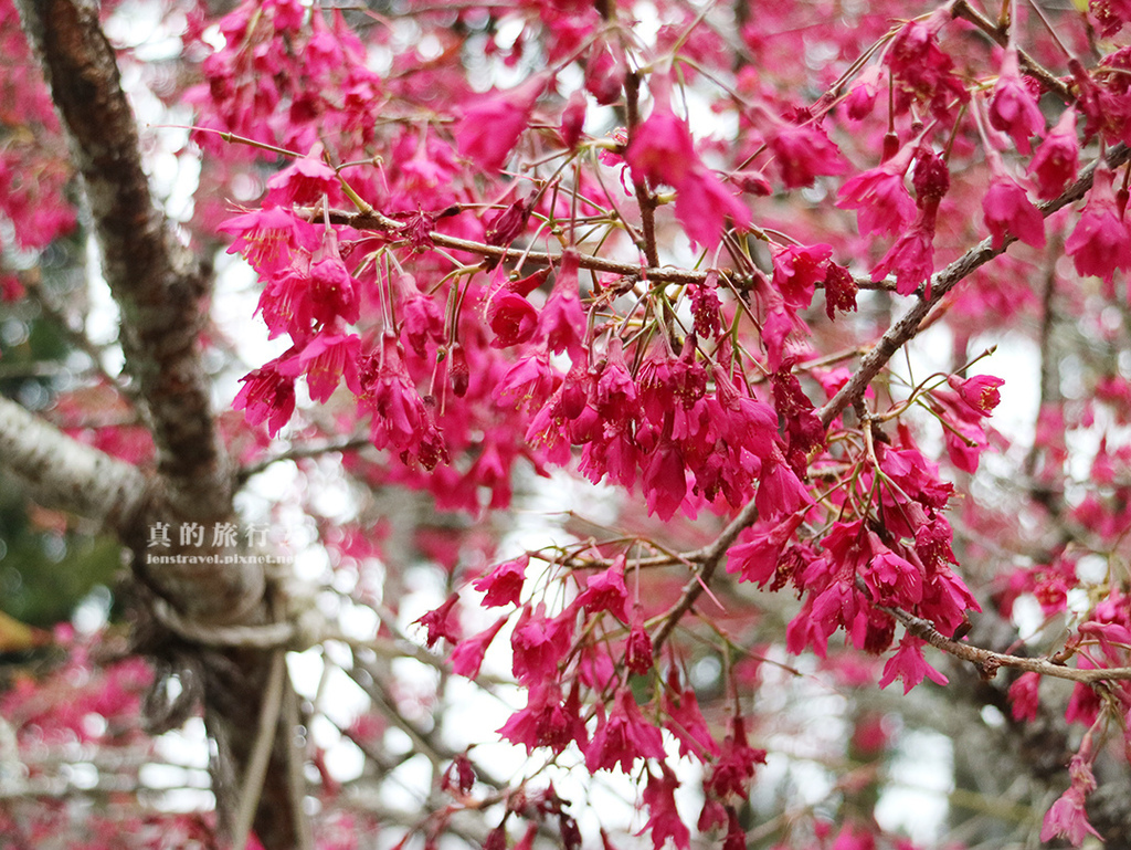 阿里山車站 櫻花 山櫻花