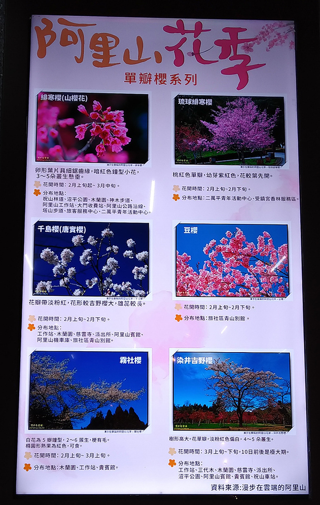 阿里山花季 櫻花季