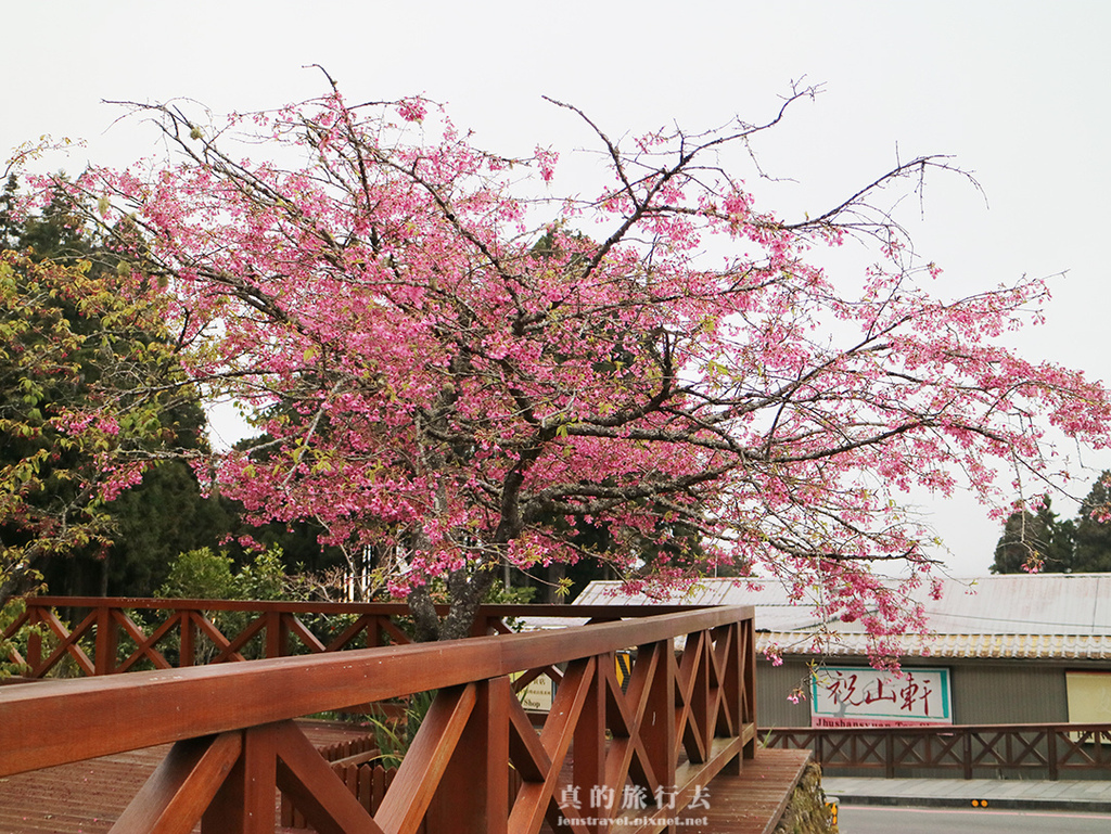 阿里山車站 櫻花 山櫻花