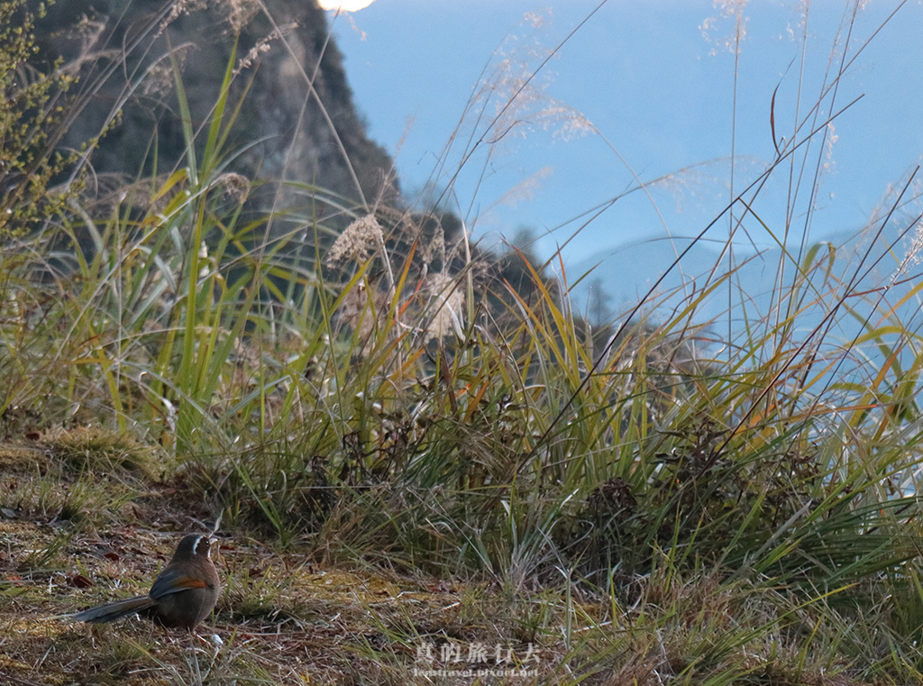 阿里山日出 對高岳觀景台 金翼白眉