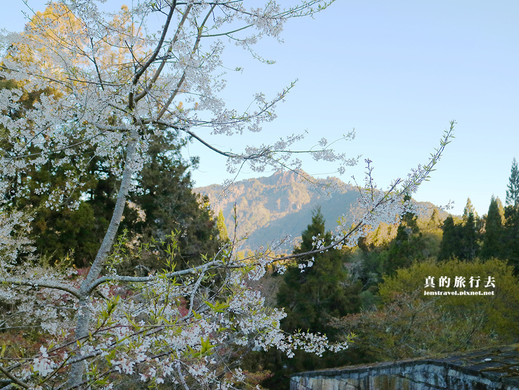 櫻花 大島櫻