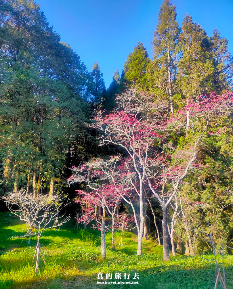 緋寒櫻 山櫻花