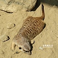 6. 動物區-狐獴 (4).JPG