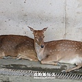 8. 大型動物區-梅花鹿.JPG