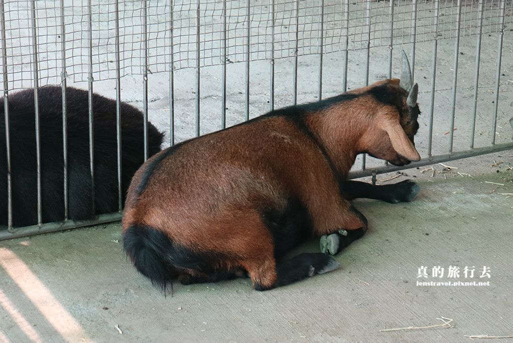 10. 大型動物區-羊.JPG