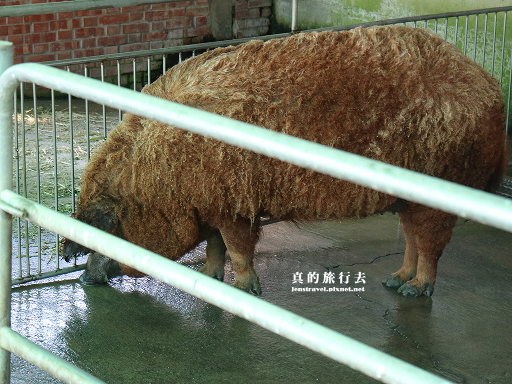 12. 大型動物區-綿羊豬.JPG