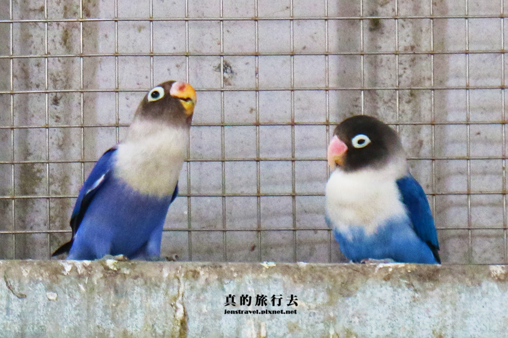 22.鳥園生態區~牡丹鸚鵡(愛情鳥).JPG