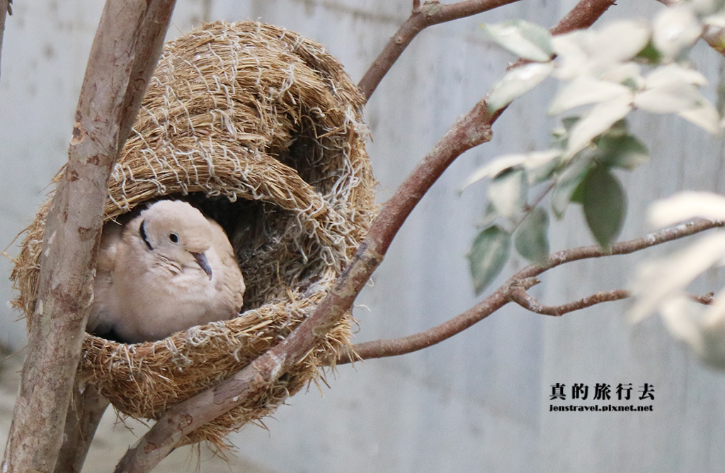 20. 鳥園生態區~斑鳩.JPG