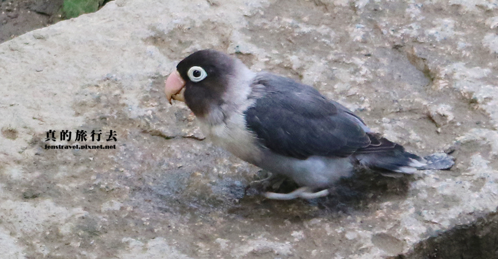 24.鳥園生態區~牡丹鸚鵡(愛情鳥).JPG