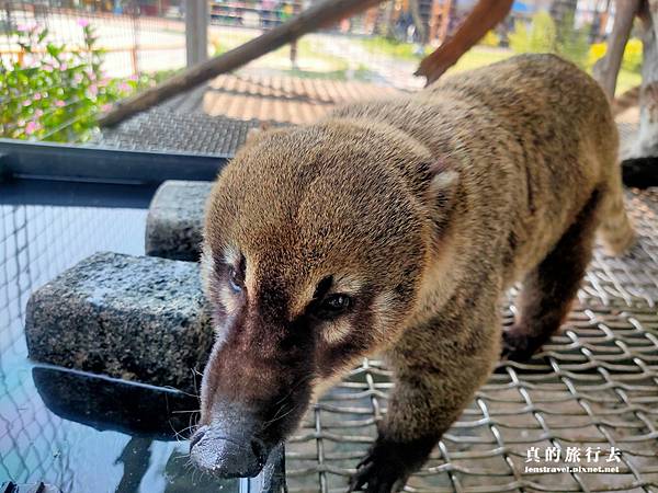 40.動物區~長鼻浣熊.jpg