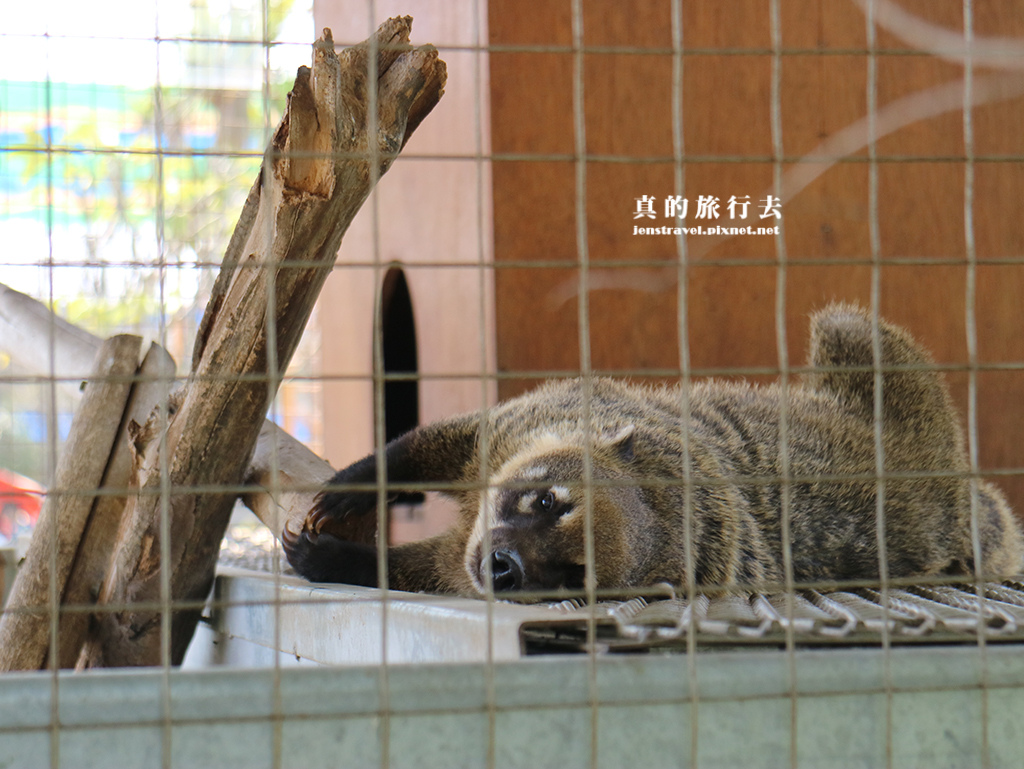 37.動物區~長鼻浣熊.JPG