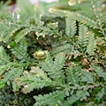 全緣捲柏上的甘藷龜金花蟲(Cassida circumdata)