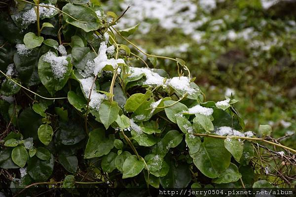 路邊欄杆上的落葵也抓住不少雪