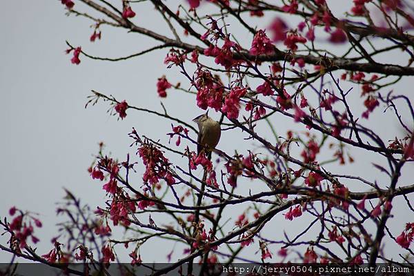 Yuhina brunneiceps 冠羽畫眉