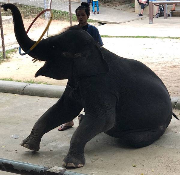 1549289460599.jpg 1549289460599.jpg