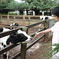 餵牛