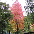 湖邊公園不知道這棵為什麼特別紅