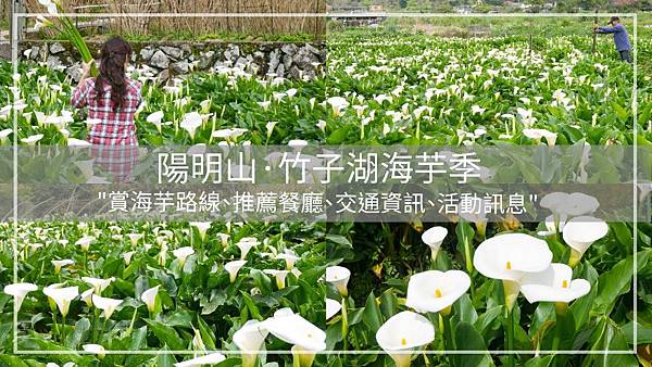 19陽明山竹子湖海芋季 採海芋 拍美照正是時候 竹子湖海芋賞花路線 推薦餐廳 交通資訊 活動訊息報你知 傑瑞說到哪