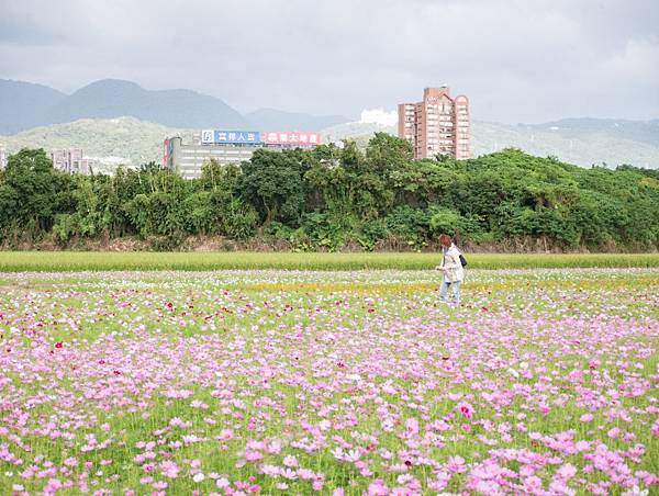 關渡秘境花海一日遊 花海打卡送好禮 花藝diy免費體驗 享農家美食 還能搭免費愛戀巴士順遊關渡宮 關渡秘境花海一日遊 花海打卡送好禮 花藝diy免費體驗 享農家美食 還能搭免費愛戀巴士順遊關渡宮