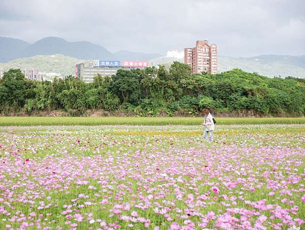 關渡秘境花海一日遊 花海打卡送好禮 花藝diy免費體驗 享農家美食 還能搭免費愛戀巴士順遊關渡宮 關渡秘境花海一日遊 花海打卡送好禮 花藝diy免費體驗 享農家美食 還能搭免費愛戀巴士順遊關渡宮