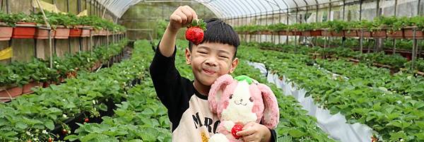 內湖草莓季提前開採！即日起免費入園，不需預約也能體驗採草莓的