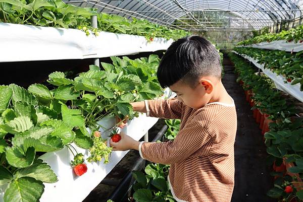 內湖草莓季提前開採！即日起免費入園，不需預約也能體驗採草莓的