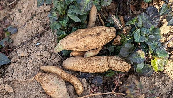 金門何厝挖地瓜、做地瓜餅！來場親子共樂的食農體驗半日遊