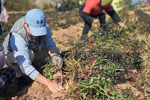 金門何厝挖地瓜、做地瓜餅！來場親子共樂的食農體驗半日遊