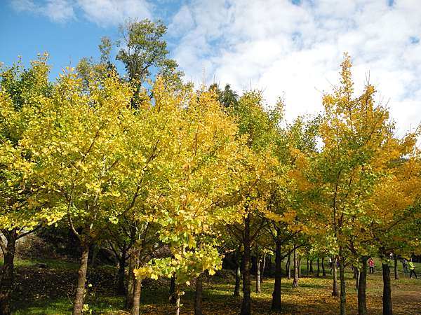 台中市和平區 武陵農場part Iii 武陵銀杏黃 歡田堡 S Blog 痞客邦 台中市和平區 武陵農場part Iii 武陵銀杏黃 歡田堡 S Blog 痞客邦