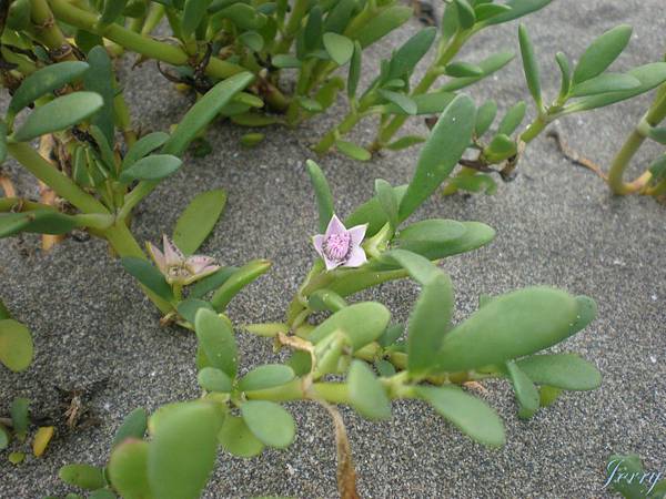 香山濕地_植物2.JPG