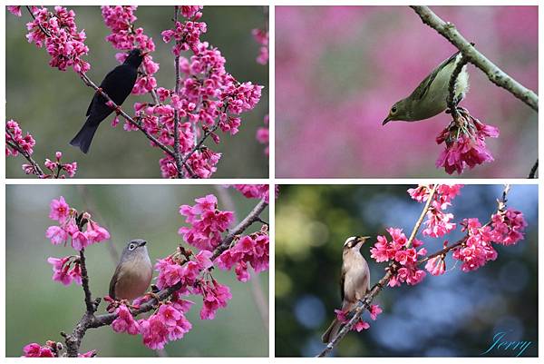 櫻花與鳥.jpg