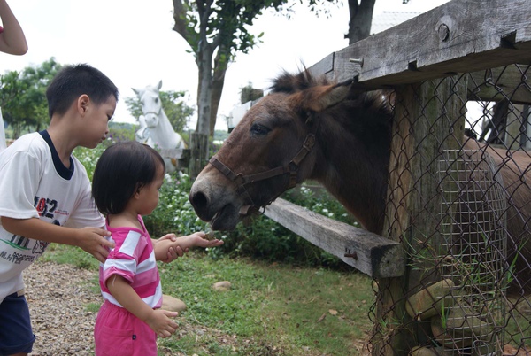 餵迷你馬.jpg 餵迷你馬.jpg