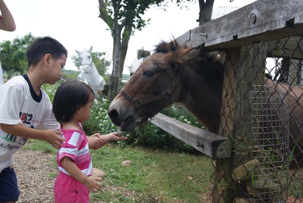 餵迷你馬.jpg